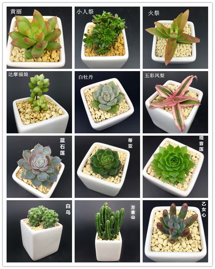 春草碧 多肉植物多肉盆栽花卉迷你多肉植物盆栽 多肉植物 微景观盆栽