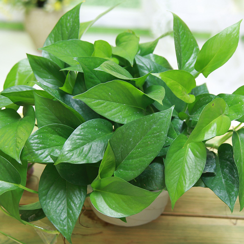 绿萝吊兰含盆 室内绿色盆栽植物 可水培 净化空气吸甲醛 适合摆放办公