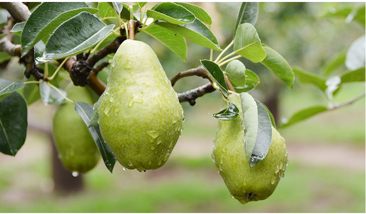 山东烟台太婆梨 2.5kg 软梨茄梨大头梨新鲜伏阳梨黄金洋梨水果葫芦梨