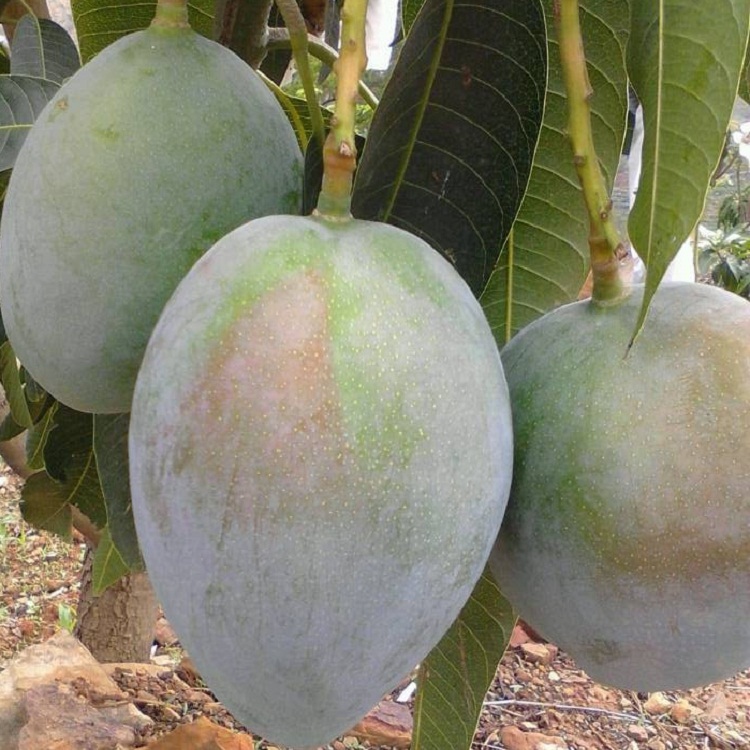 【温馨提示】芒果硬的不能入冰箱,必须等软熟之后方可冰箱冷藏保鲜.