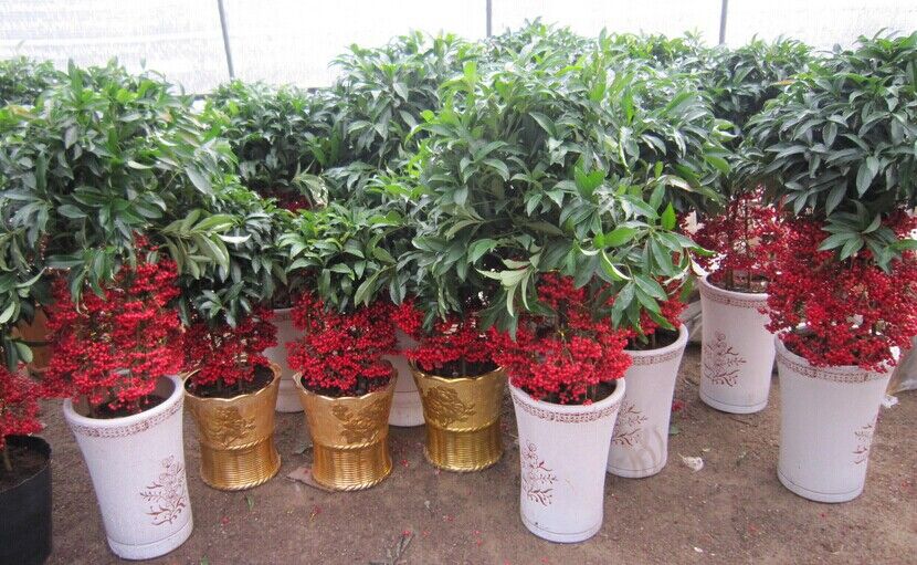 我要发芽 花卉种子 富贵籽种子 朱砂根铁凉伞大罗伞 盆栽 10粒/包