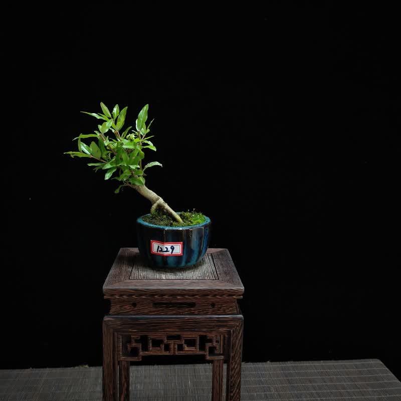 小叶石榴盆景 微型迷你型 红灯笼掌上桌面 开花结果小盆栽绿植 深蓝色
