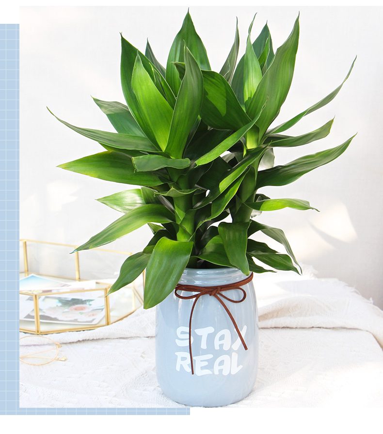 现货 京东云仓发货 观音竹盆栽 富贵竹水培盆景室内绿植四季常青 创意