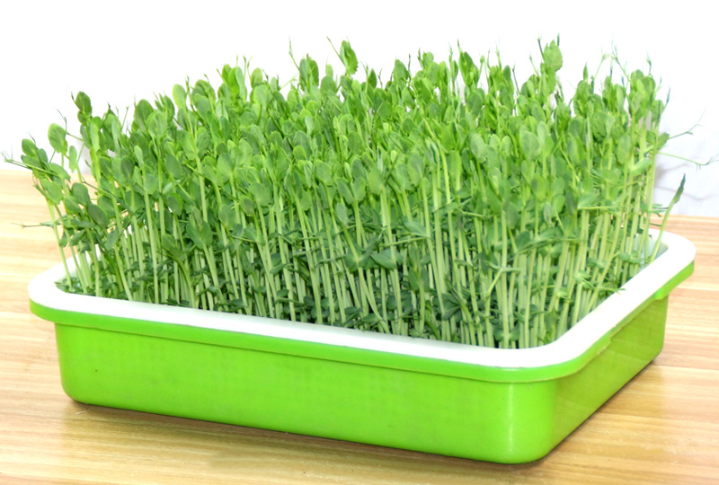 盘纸上种菜架子豆芽菜芽苗菜种植盘育苗架无土栽培设备容器水培蔬菜盘