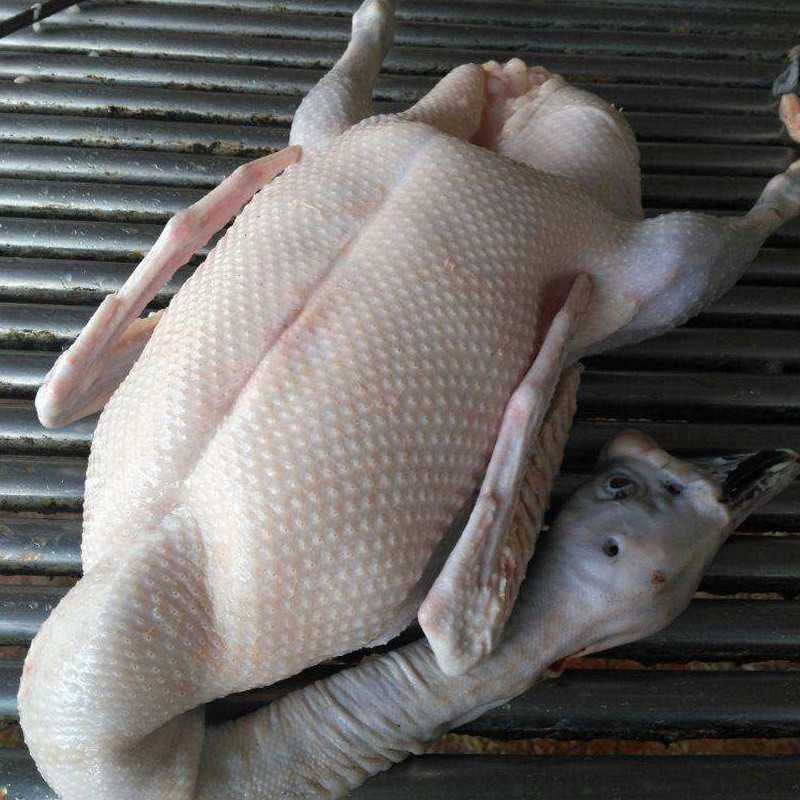 新鲜鹅肉大鹅鹅肉仔鹅草鹅农家大鹅活鹅现杀现发大菜园3kg净重约6斤1