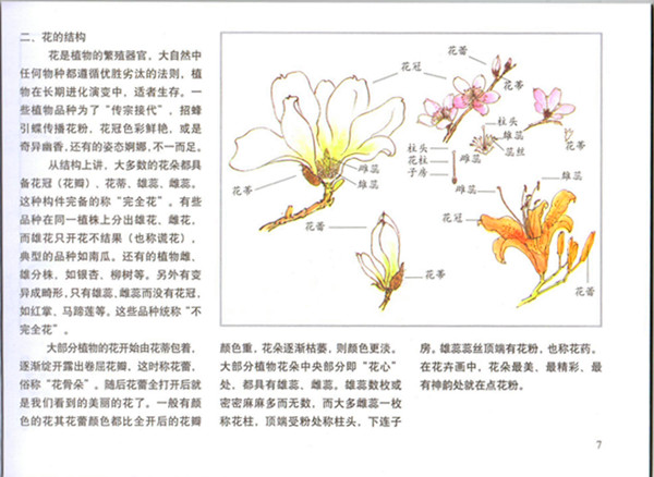 桂花的结构图图片