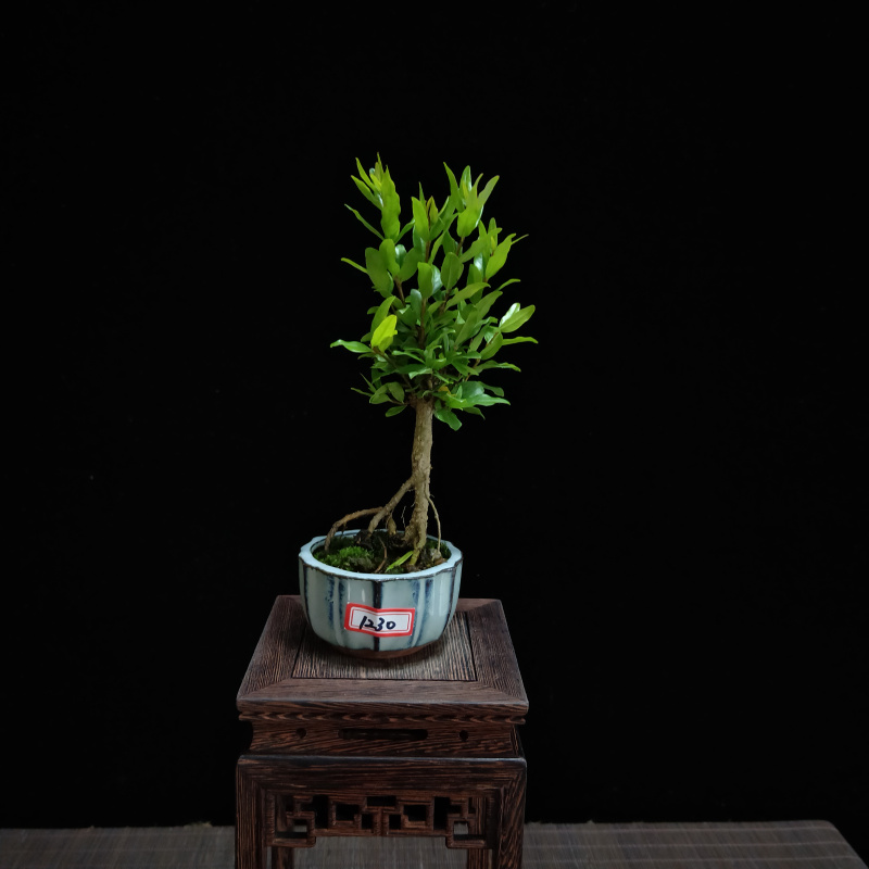 小叶石榴盆景 微型迷你型 红灯笼掌上桌面 开花结果小盆栽绿植 宝蓝色