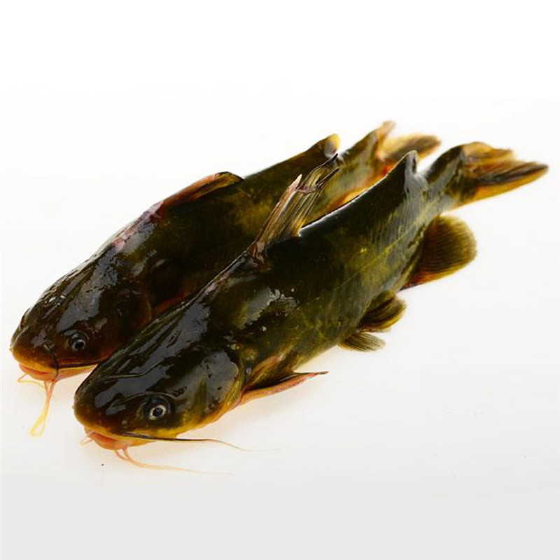 大菜园黄刺鱼昂刺鱼黄骨鱼汪刺鱼黄颡鱼嘎鱼顺丰快递3斤