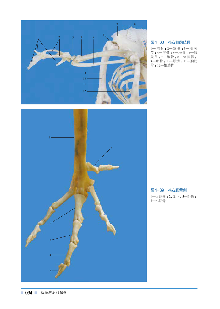 农业/林业 畜牧,狩猎,蚕,蜂 动物解剖组织学      《动物解剖组织学》