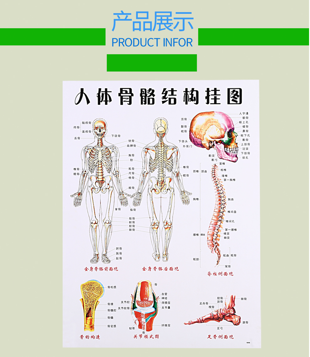 祝浩康 人体骨骼结构挂图 双面覆膜