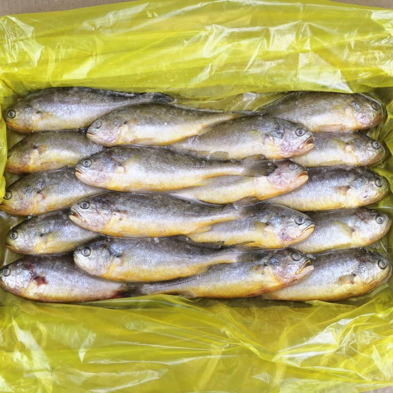 冷冻小黄鱼6斤 18-20条 新鲜冷冻舟山黄鱼黄花鱼冰冻【图片 价格 品牌