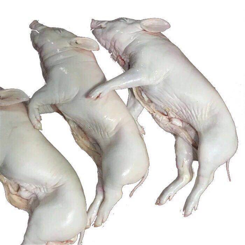 整只乳猪新鲜土猪新鲜乳猪脆皮烤乳猪烧腊乳猪生乳猪大菜园一只约78斤