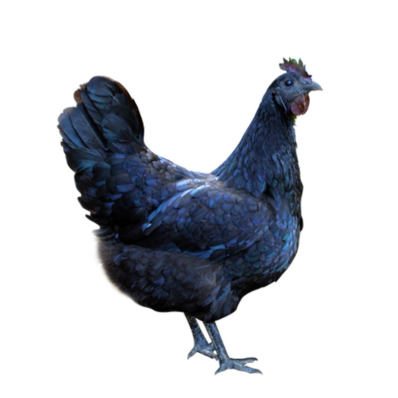 乌鸡肉 乌骨鸡 乌鸡 乌肉鸡 1100g左右 现杀活体 顺丰保鲜运输 2只装