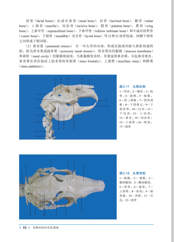 兔解剖组织彩色图谱