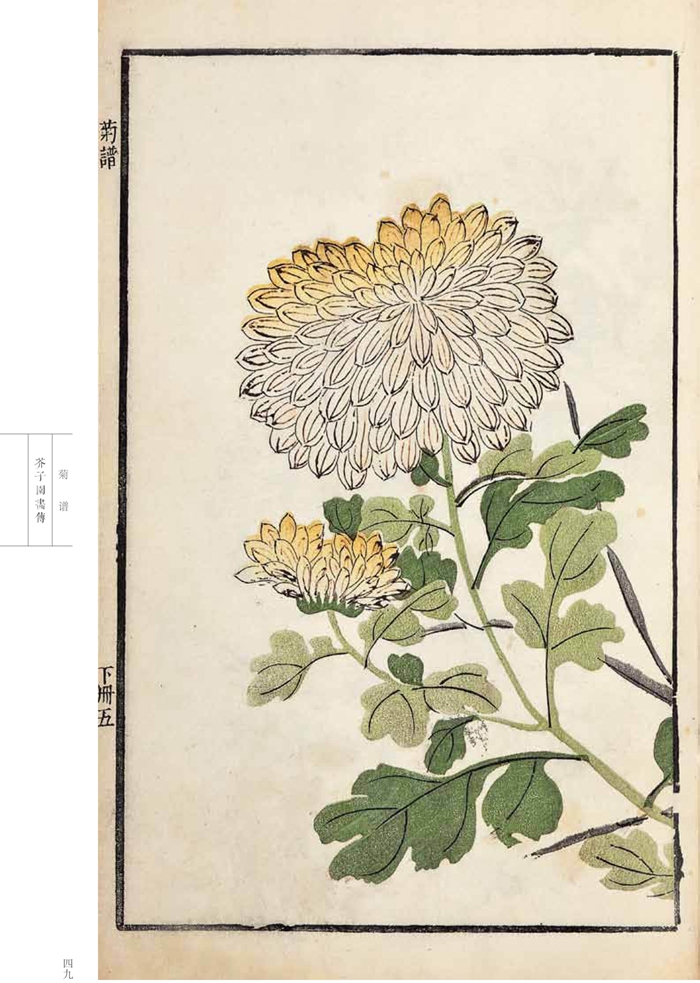 康熙原版 芥子园画传 花鸟卷 菊谱