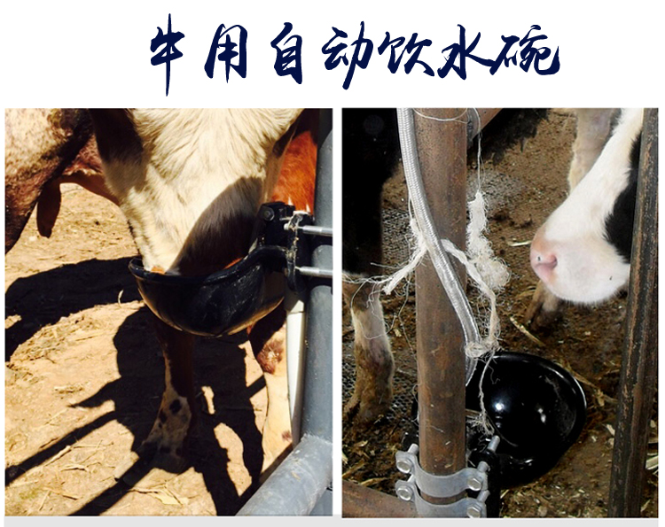 牧多多 大号铸铁牛饮水碗 特大号浮球式牛马驴饮水碗 铜阀牛用自动