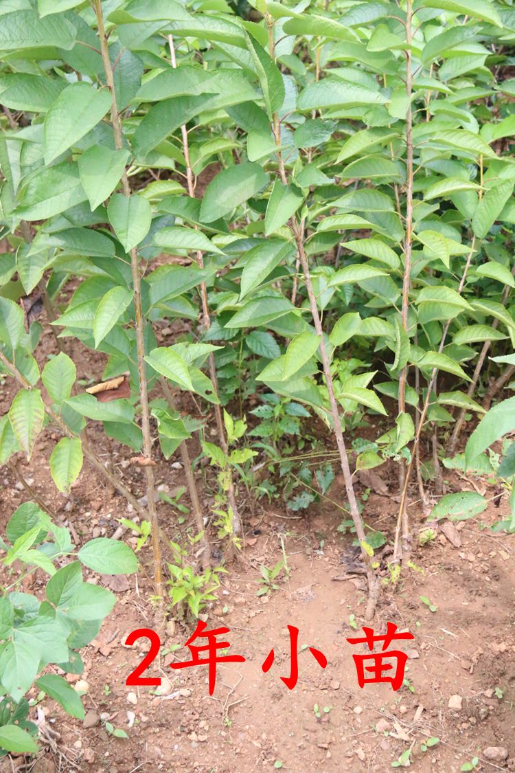 买3送一买5送2樱桃苗樱桃树苗车厘子苗地栽 大红灯美早黑珍珠盆栽嫁接