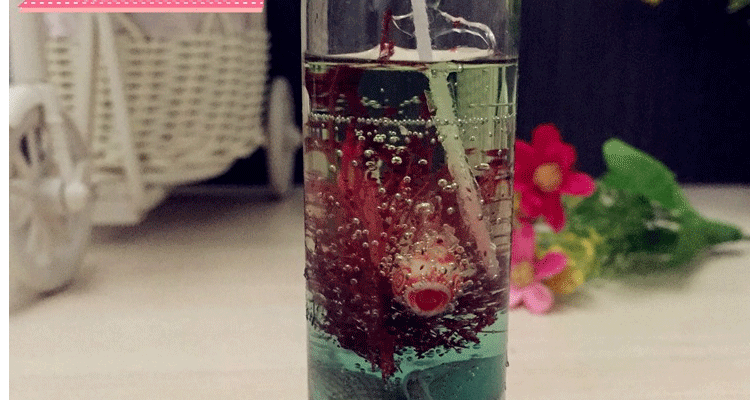 
                                        安礼轩贝壳香薰海洋果冻小蜡烛浪漫情人节 婚庆蜡烛杯 3x11cm珊瑚红  大号                