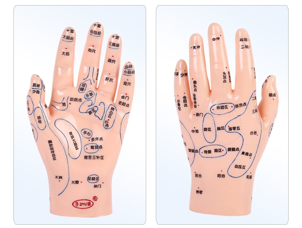 子彧ziyu小儿推拿手部模型教学按摩硅胶刻字超清晰中医