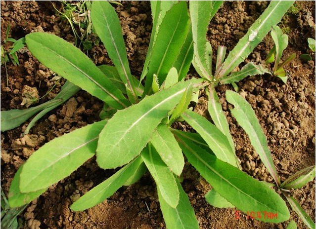 野菜大全之苣荬qǔmǎi菜