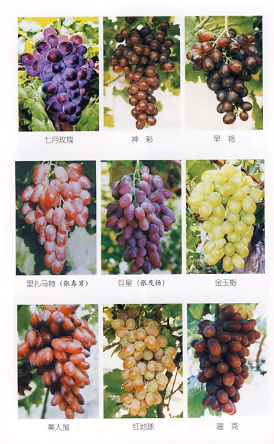 葡萄品种排名前十图片
