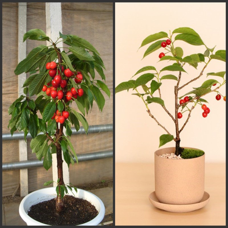 室内庭院盆栽樱桃树苗车厘子嫁接5年花苗乌克兰黑珍珠樱桃苗大苗