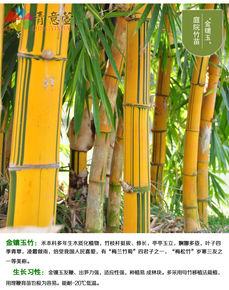 青意萱竹子苗紫竹苗黄金竹苗青竹苗金镶玉竹子苗庭院绿化植物金镶玉竹