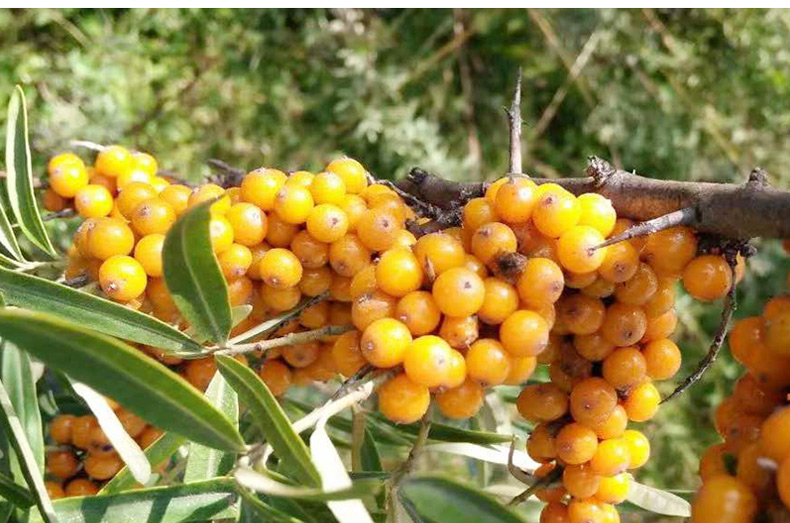 沙棘的产地哪里好(沙棘的产地哪里好吃)