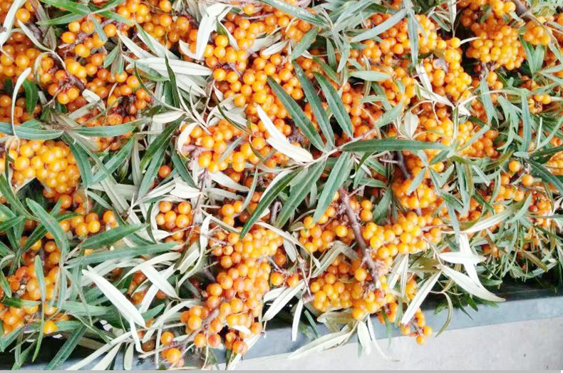 3,新疆的沙棘比较好相对于山西陕西甘肃河北内蒙古西藏云南四川,产于