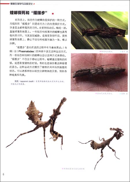 精彩书摘 版权页: 插图: 螳螂,蜚蠊和白蚁这三类昆虫共同拥有突出的幕