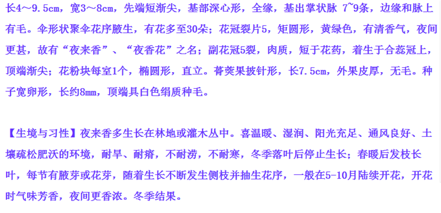夜来香花苗 夜来香盆栽绿植花卉植物 夜来香树苗当年开花