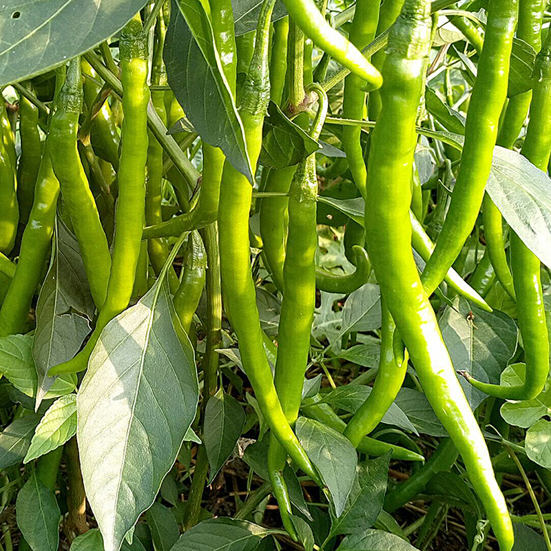 蔡家洼大货栈 线椒 青辣子 青椒 二荆条 细长尖椒辣椒 长椒 新鲜蔬菜