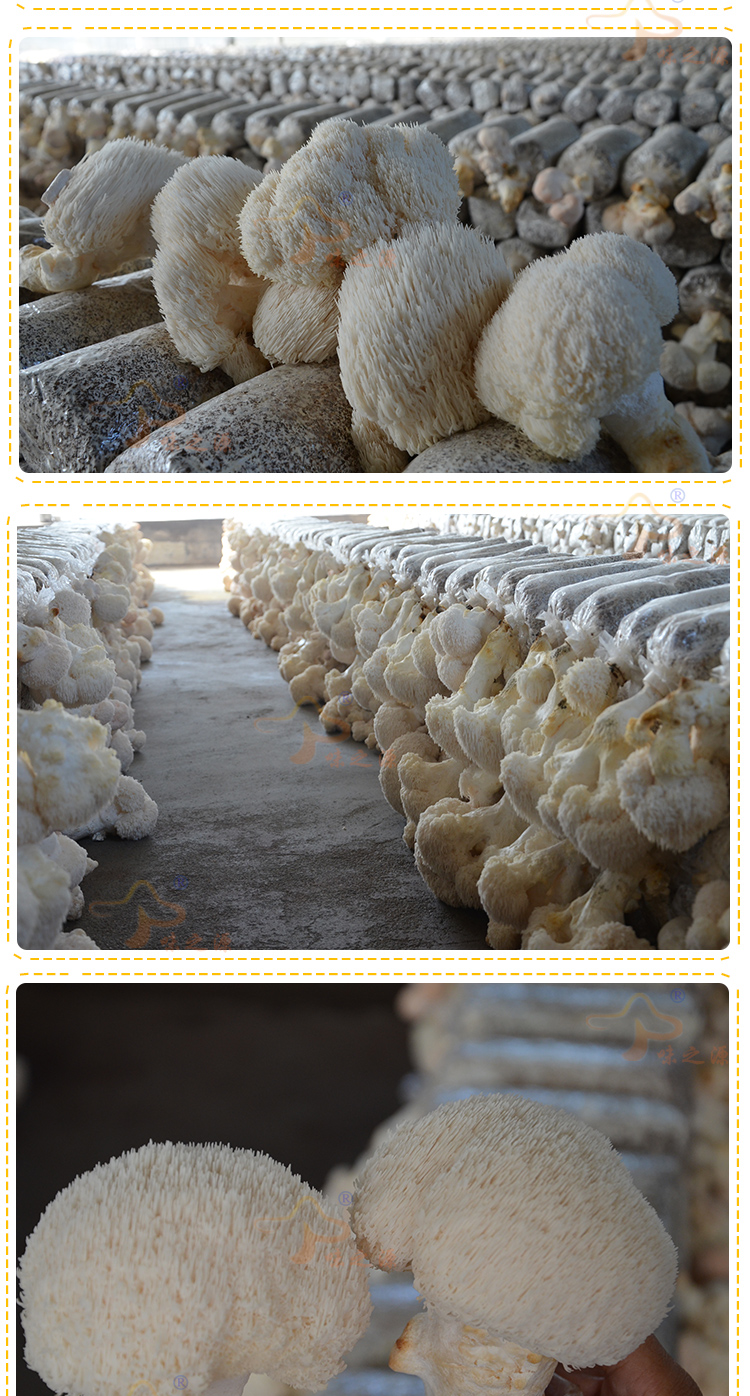 壹植 纯天然有机食用菌种菌棒菌包猴头菇食用蘑菇农产品蘑菇菌种子