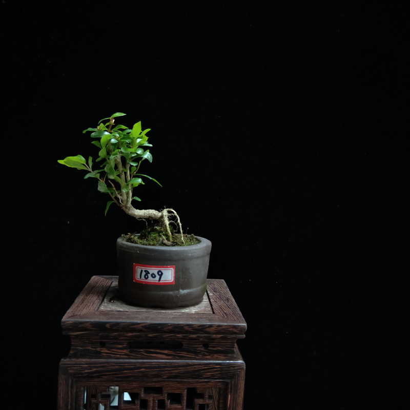 黑色 1757号石榴盆景【图片 价格 品牌 报价】-京东