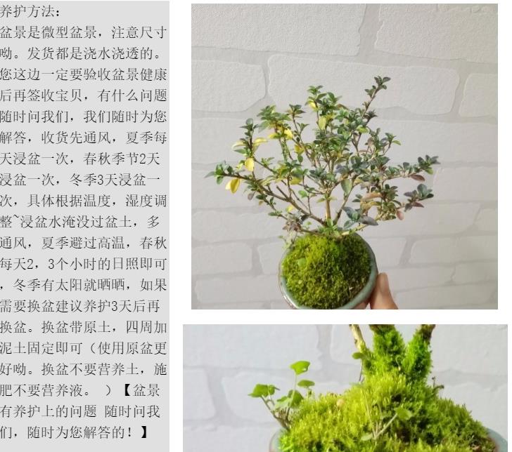 精品六月雪提根悬崖迷你盆景满天星树桩重瓣金边微型盆 163号六月雪