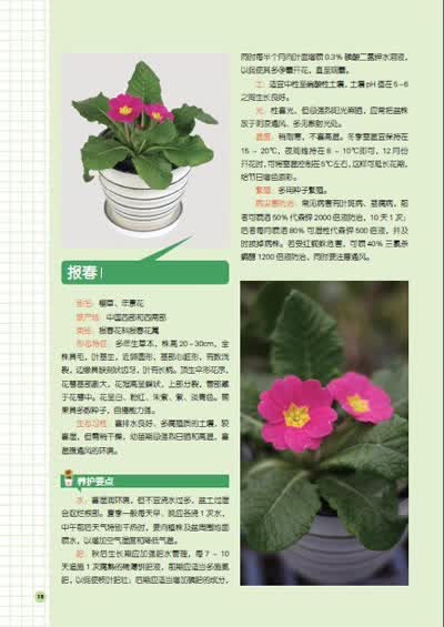 图说盆栽养护这点事 观花植物/谭阳春