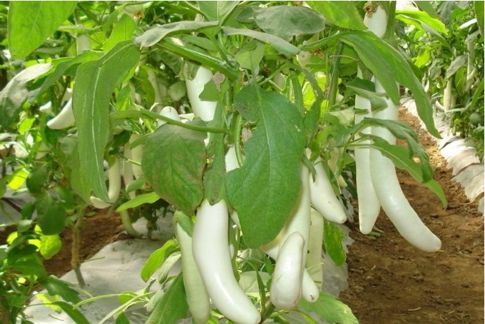 白色茄子的植株生长势强,株高约1米,适合春秋露地栽培,具有品质优