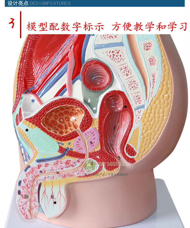 海医heymode男性生殖泌尿系统模型男科盆腔解剖结构模型前列腺 男性