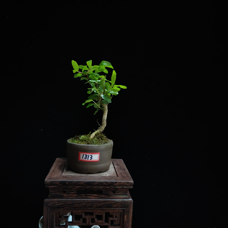 黑色 1757号石榴盆景【图片 价格 品牌 报价】-京东