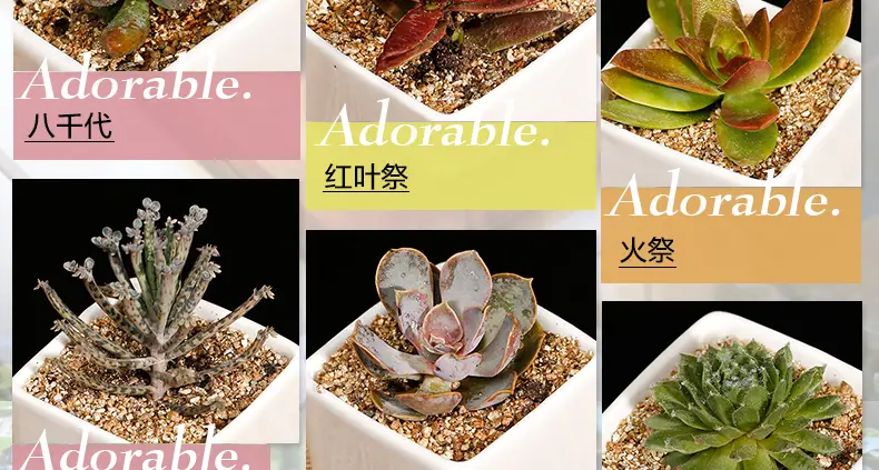 办公室花草出租是多少钱一年
