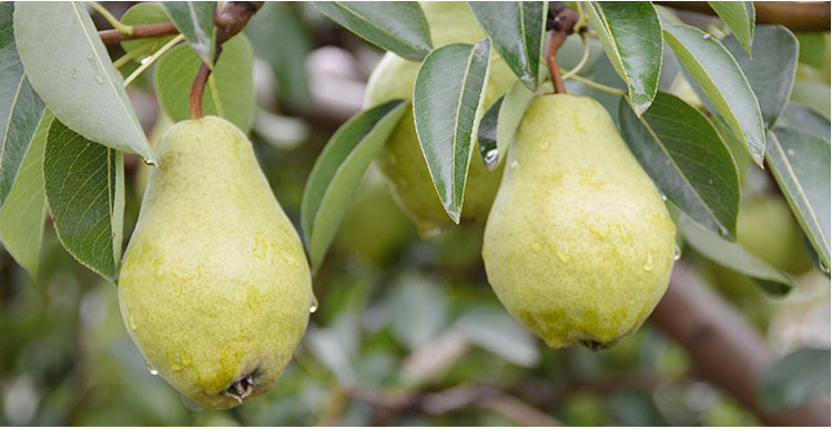山东烟台太婆梨 2.5kg 软梨茄梨大头梨新鲜伏阳梨黄金洋梨水果葫芦梨