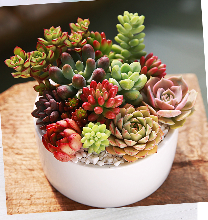 多肉植物室内植物肉肉植物盆栽花卉多肉组合盆栽绿植两小时达 多肉