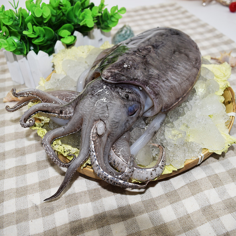 大墨鱼 运输墨斗鱼 大新鲜鱼 鲜活新鲜 保鲜乌贼深海 速冻目鱼 礼盒