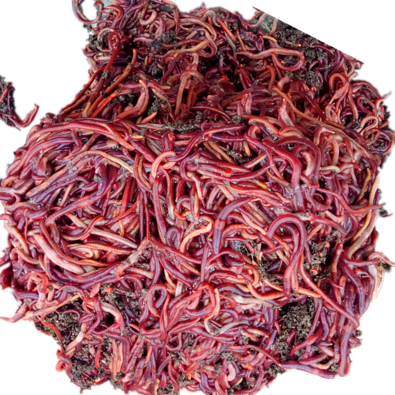 文才(wencai) 蚯蚓 红蚯蚓 活体鱼饵 垂钓野生鲫鱼野钓饵料散装送养殖