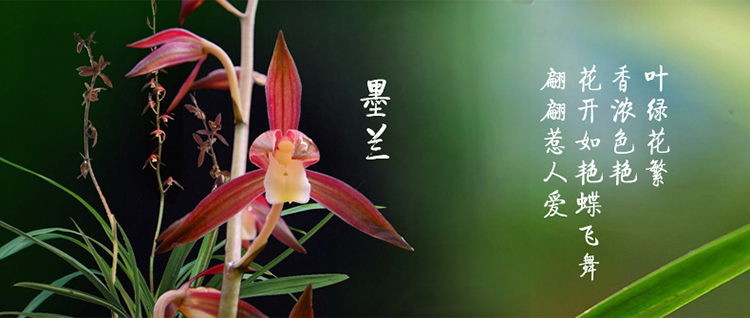 春草碧兰花苗兰花花苗兰花盆栽墨兰花苗室内花卉兰花