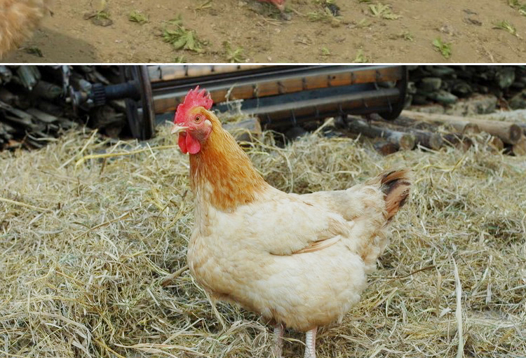 发两只冷冻三黄鸡老母鸡1000g只随机散养柴鸡土鸡