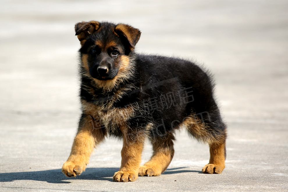 遛遛巴德牧幼犬宠物狗幼崽狗狗活体小狗崽德牧犬幼犬纯种德国牧羊犬