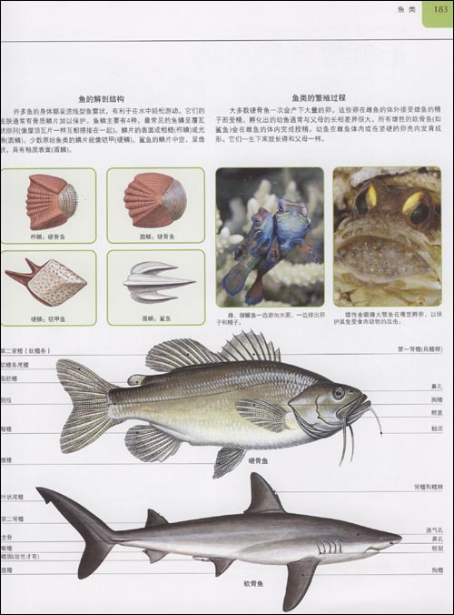 现存的脊椎动物中一多半都是鱼类.