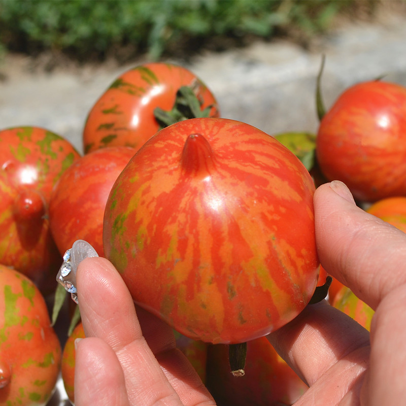 维桑东北花皮球柿子东北皮球柿子东北新鲜蔬菜水果2kg