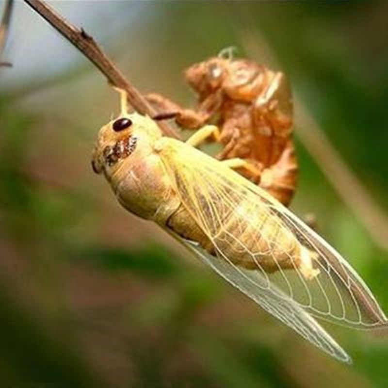 十里馋 白蝉 嫩知了 生白知了猴 退壳嫩知了 银蝉